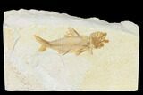 Rare, Fossil Fish (Amphiplaga) - Green River Formation #143757-1